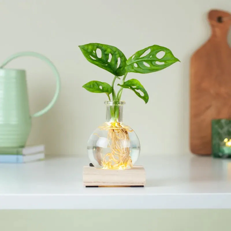 LED Hydroponic Plant Vase（The set includes 1 LED base + 1 vase） - Image 3