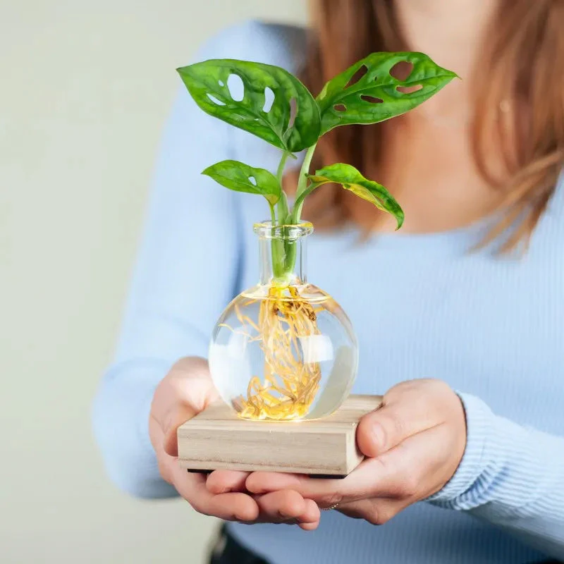 LED Hydroponic Plant Vase（The set includes 1 LED base + 1 vase） - Image 5