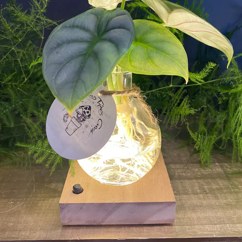 LED Hydroponic Plant Vase（The set includes 1 LED base + 1 vase） - Image 8
